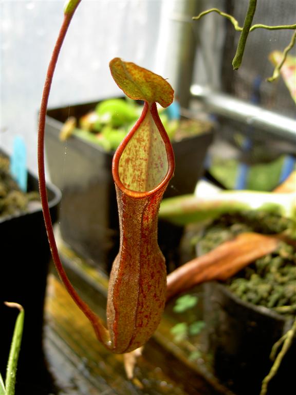 Nepenthes sanguinea 3